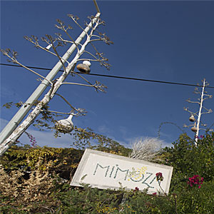 Mimoza Restaurant; Gümüşlük restaurant