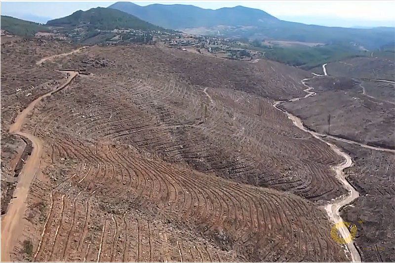 Burning forests in Kavaklıdere began to green 3