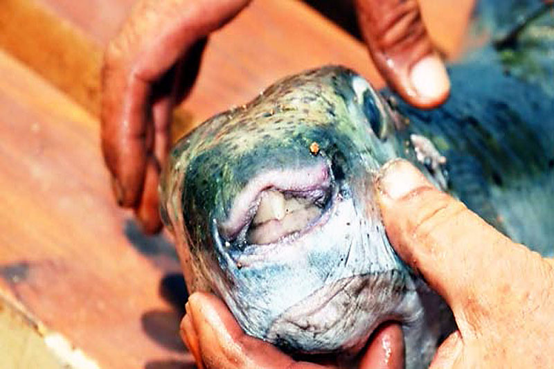 Bodrum'da yakaandı. Zehirliyor...