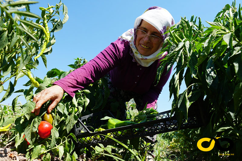 Bodrum haberleri; Bodrum haber 1