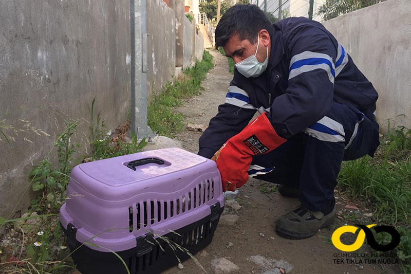 Bodrum Belediyesi Sokak Hayvanları Ambulansı (Petbulance) 2