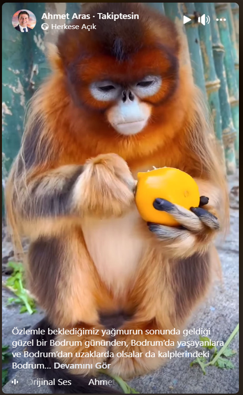 Reply with monkey video