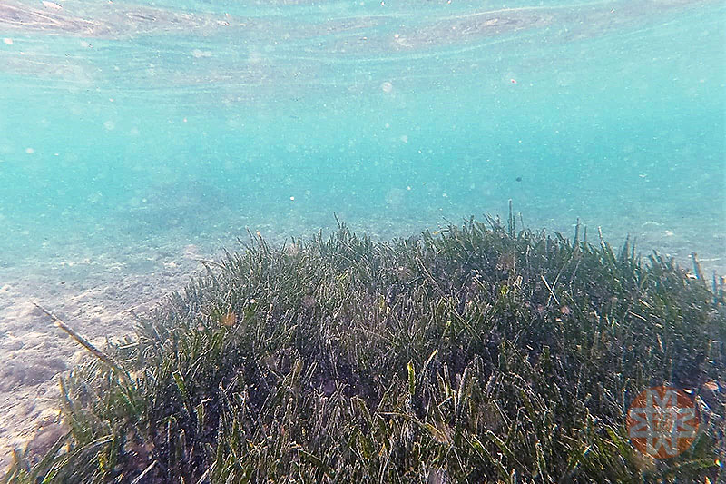 Allegation of underwater destruction in Bodrum