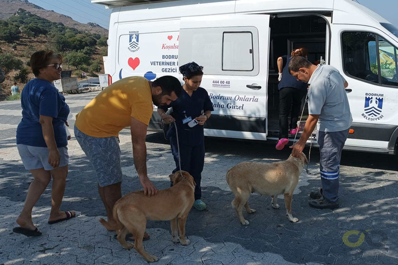 Sokak hayvanlarına gezici veteriner 2