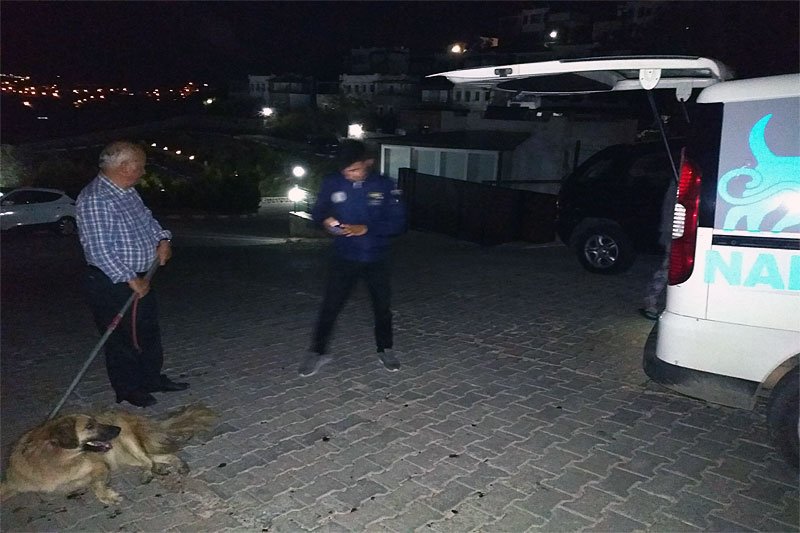 Bodrum belediyesi Veteriner İşleri Müdürlüğü 2