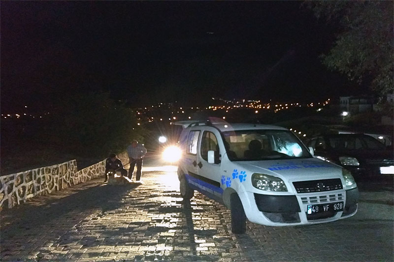 Bodrum belediyesi Veteriner İşleri Müdürlüğü 3