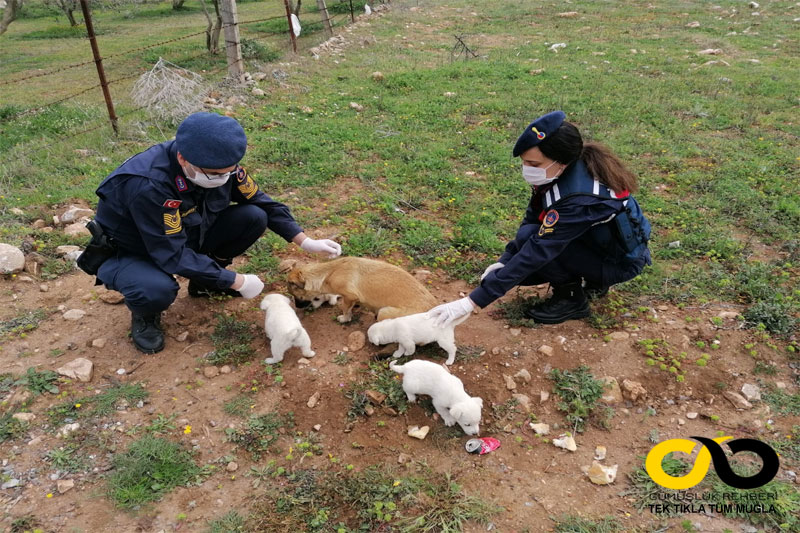 Muğla İl Jandarma Komutanlığı ekipleri 3