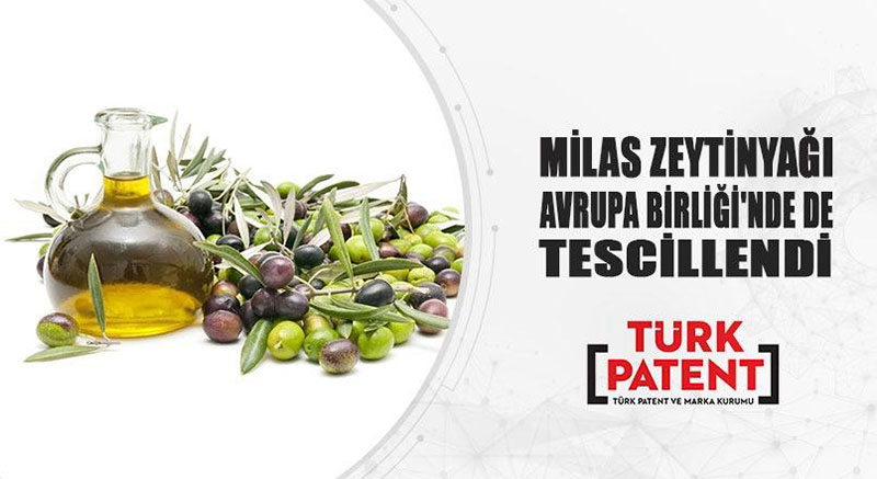 Milas'ın zeytinyağı AB'de tescillendi