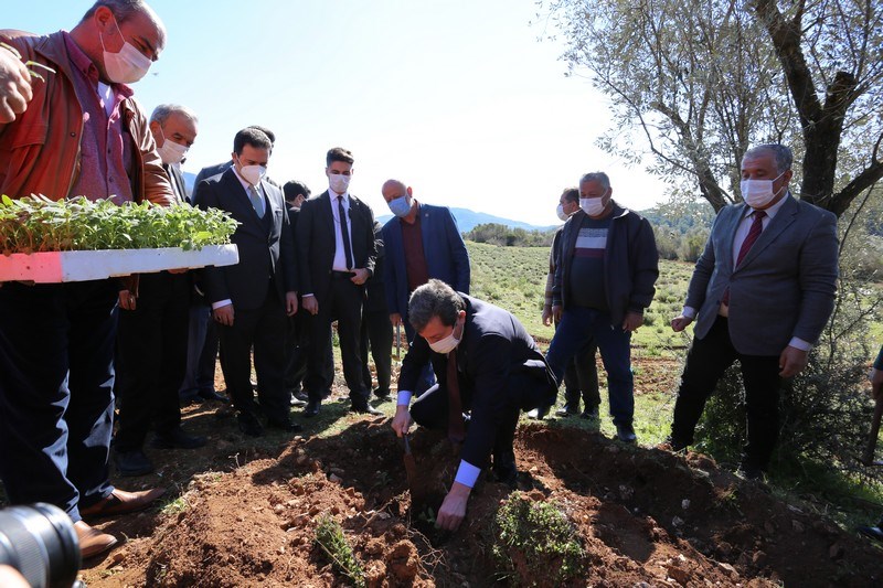 Fethiye’ de üreticilere 500 bin adaçayı ve kekik fidesi  dağıtıldı. 4