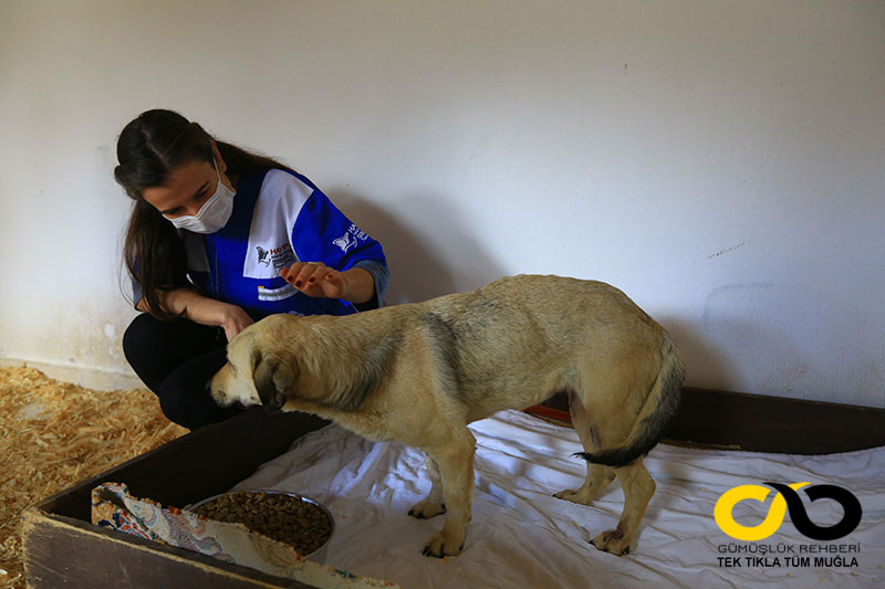 Muğla Büyükşehir Belediyesi Hayvan Bakımevi