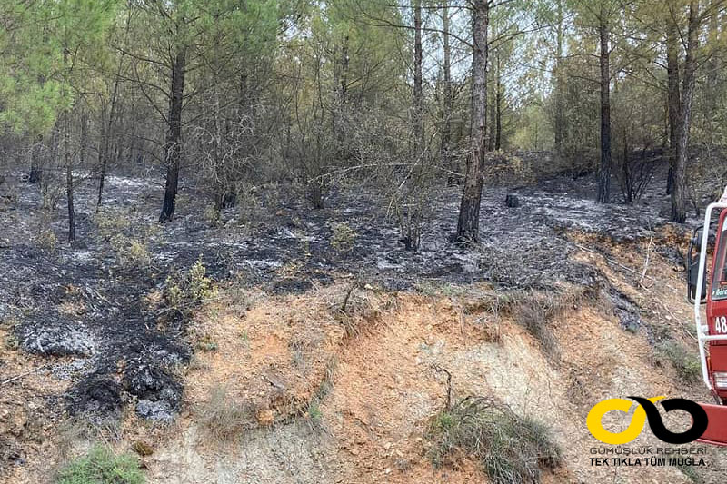 Menteşe ve Kavaklıdere'de 29 hektar ormanlık alan yandı 2
