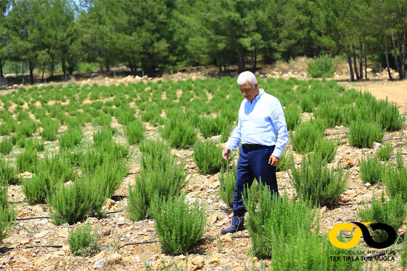 Muğla Büyükşehir Belediye Başkanı Dr. Osman Gürün