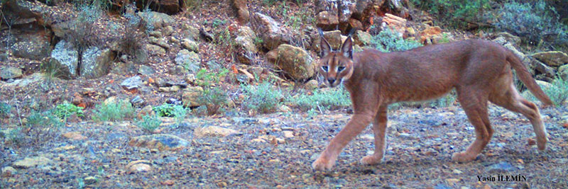 Caracal caracal