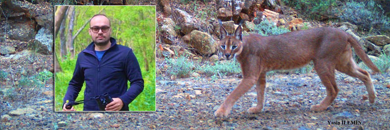 Karakulak (Caracal caracal)