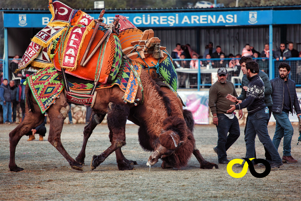 Deve Güreşi, Kızılağaç Deve Güreşi Arenası 20