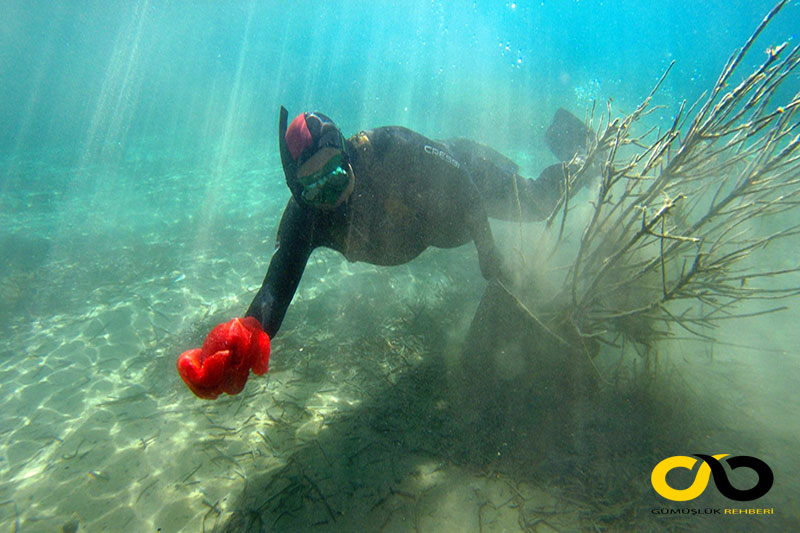 Bodrum'da CHP ve AKP'den ortak İdlib anması 4