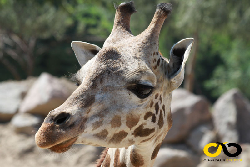 Çiğli Sasalı'daki Doğal Yaşam Parkı sakinlerinden Zürafa Zarife 1