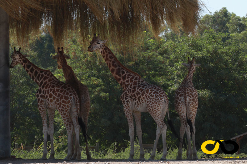 Çiğli Sasalı'daki Doğal Yaşam Parkı sakinlerinden Zürafa Zarife 3